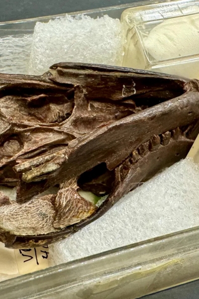 Hóa thạch 250 triệu năm tuổi hé lộ nguồn gốc thính giác của động vật có vú