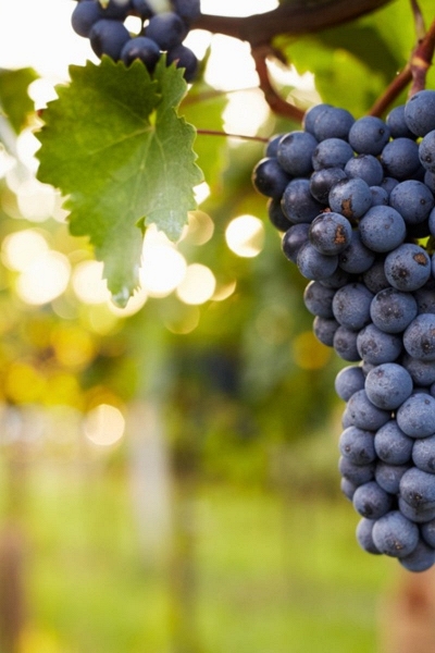 Cành nho có thể trở thành chìa khóa mới thay thế bao bì nhựa 