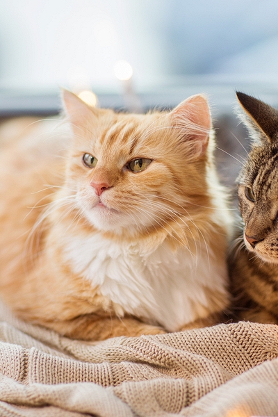 Mèo nhà có thể là “chìa khóa” giải mã ung thư vú ở người