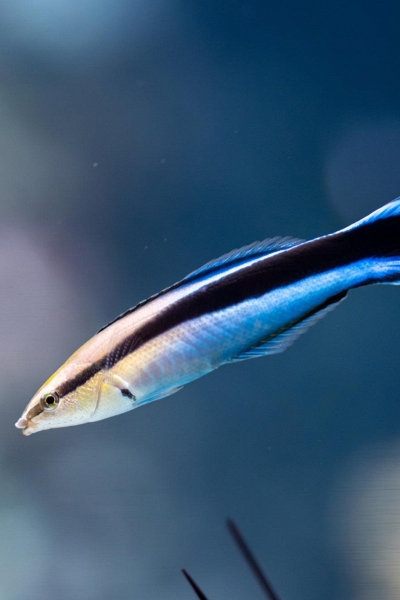 Bất ngờ loài cá sở hữu trí thông minh của động vật có vú, có khả năng tự nhận thức