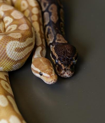 Máu trăn mở ra hướng đi mới cho liệu pháp giảm cân an toàn