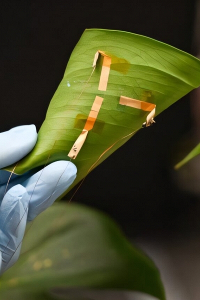 “Hình xăm lá” giúp theo dõi độ ẩm cây trồng theo thời gian thực