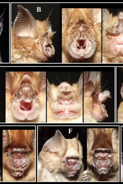 Việt Nam phát hiện hai loài dơi mới tại Đồng bằng sông Cửu Long
