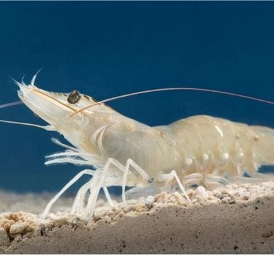 Hoàn thiện quy trình nuôi tôm thẻ chân trắng trên cát bằng nước biển ở miền Trung