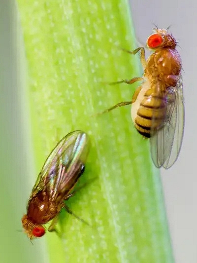 Biến đổi khí hậu có thể thúc đẩy sinh vật tiến hóa nhanh qua nhiều thế hệ