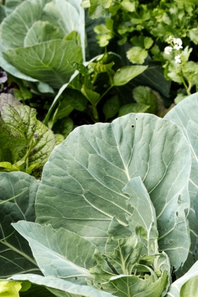 Phát hiện khả năng “chiết xuất” kim loại độc từ đất ô nhiễm của các loại rau họ cải