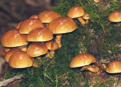 Nhật Bản giới thiệu công nghệ lọc vi nhựa tự nhiên bằng nấm