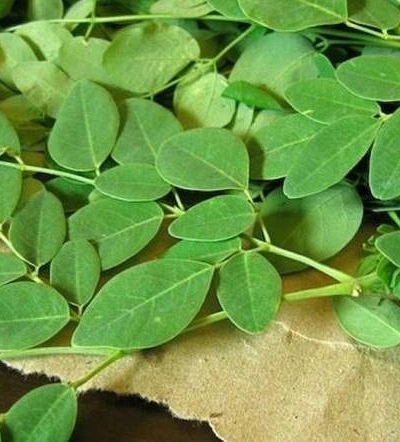 Chùm ngây, từ loại thực phẩm quen thuộc đến giải pháp lọc vi nhựa tự nhiên hiệu quả