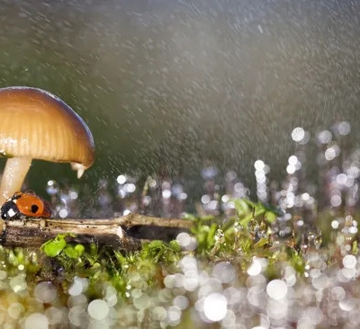 Nấm có thể ảnh hưởng đến thời tiết và tạo mưa