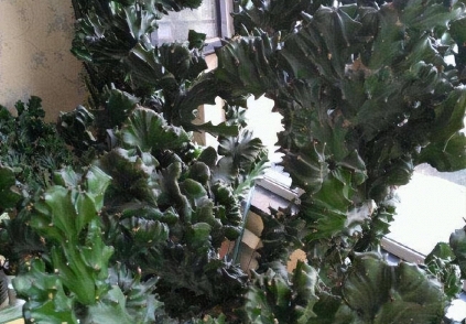 Ông bà dặn không sai: 3 cây đuổi tà ma trừ âm khí, nhà nào cũng nên trồng