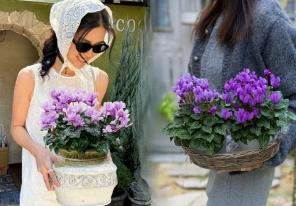 Hoa anh thảo đang hot, vừa dễ trồng lại giúp nhà thêm phúc khí, hoa nở từ Noel đến sau Tết, chị em tha hồ mà chơi