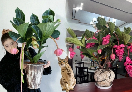 Giới chơi cây đang mê tít hoa bảo liên đăng: Loài hoa hồng rủ như đèn chùm, giúp phòng khách sang như resort