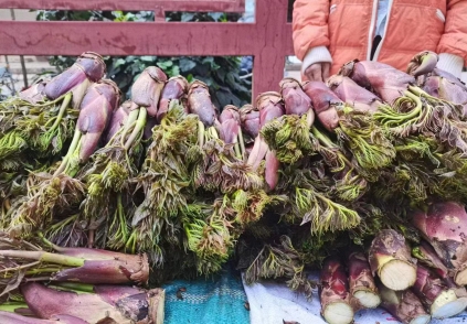 Việt Nam có loại rau mọc dại, nhưng ở Trung Quốc lại là 'cao lương mỹ vị số 1': Bổ ngang nhân sâm, bán đắt hơn cả thịt