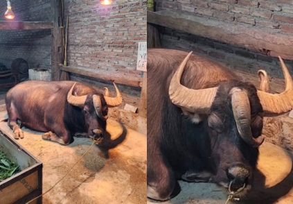 Chú trâu ở Tuyên Quang có 3 sừng kỳ lạ, trả giá 1,3 tỷ chủ nhất quyết không bán: Dòng chữ trên tấm biển khiến không ai dám lại gần