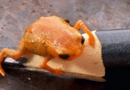 Phát hiện loài cóc mới nhỏ bằng đầu bút chì tại Brazil