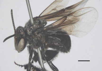 Khám phá bí ẩn keo ong và mật ong Việt Nam: Những phát hiện mới từ Tây Nguyên