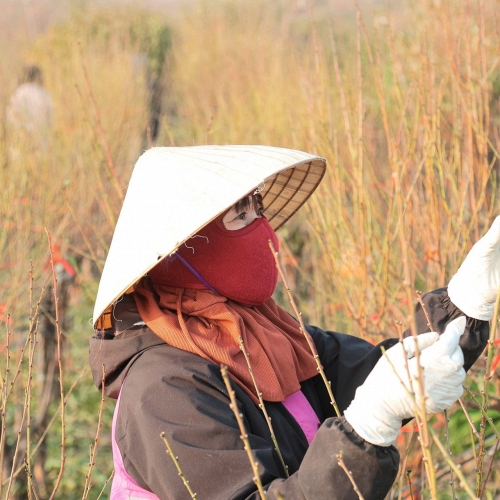 Cận Tết, vườn đào Nhật Tân nhộn nhịp mùa tuốt lá