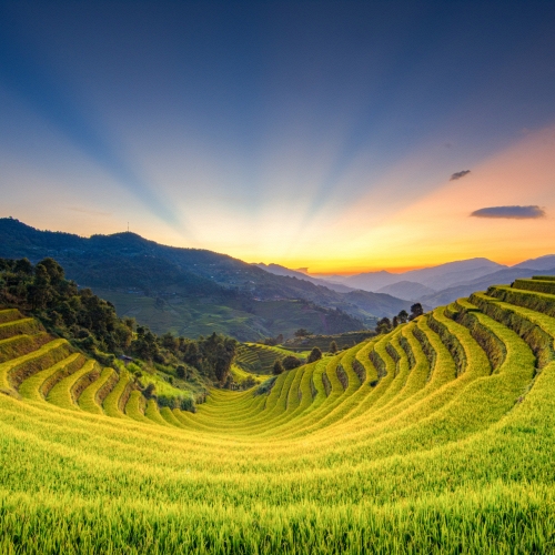 Mùa vàng sau bão lũ: Khi ruộng bậc thang kể câu chuyện hồi sinh