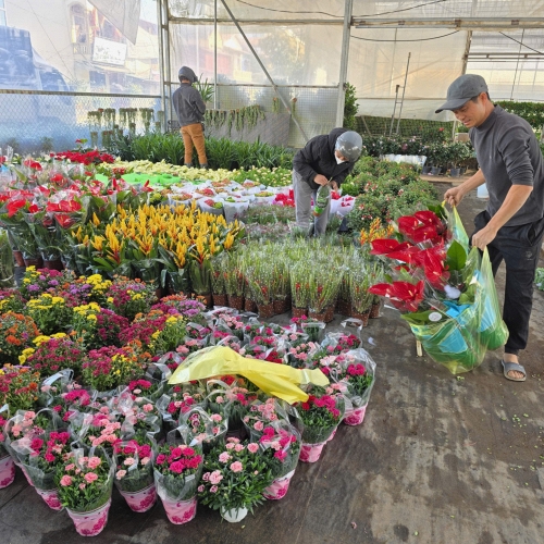 Làng hoa Xuân Quan nhộn nhịp vụ hoa Tết Bính Ngọ 2026