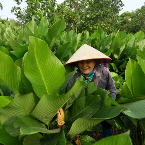 Những chiếc lá dong làm nên mùa Tết ở Tràng Cát