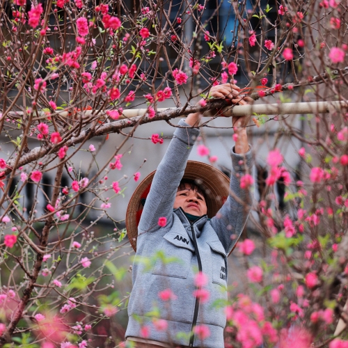 Hoa đào bung trước Tết, nhà vườn Nhật Tân thấp thỏm chờ khách