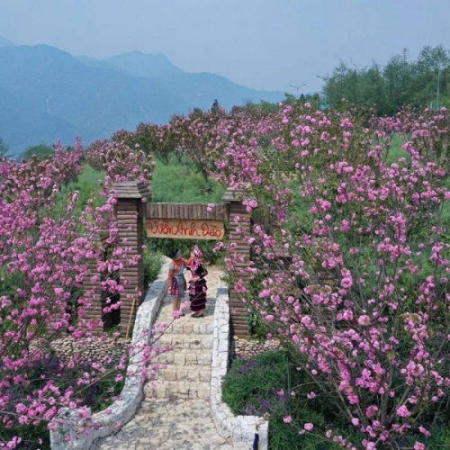 Ngỡ ngàng sắc hồng Anh đào kép phủ kín Fansipan tháng 4