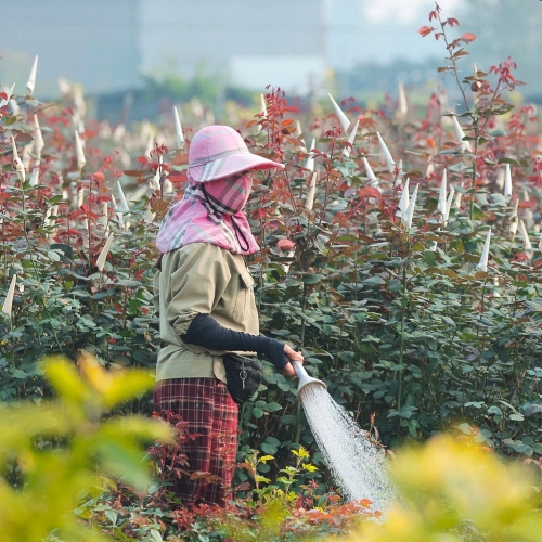 Làng hoa Mê Linh tất bật trước mùa tiêu thụ lớn nhất trong năm