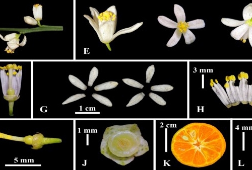 Các nhà khoa học Việt lần đầu phát triển sản phẩm hỗ trợ điều trị viêm phổi từ quýt hôi