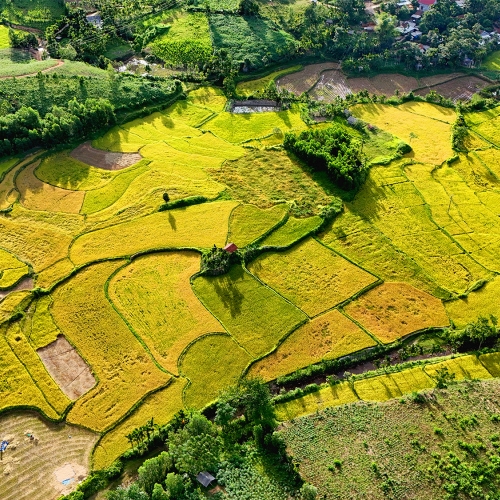    Di sản ruộng bậc thang độc đáo giữa vùng cao xã Ba Vì 