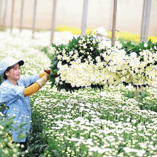 Lâm Đồng tiếp sức phụ nữ khởi nghiệp trong thời đại số