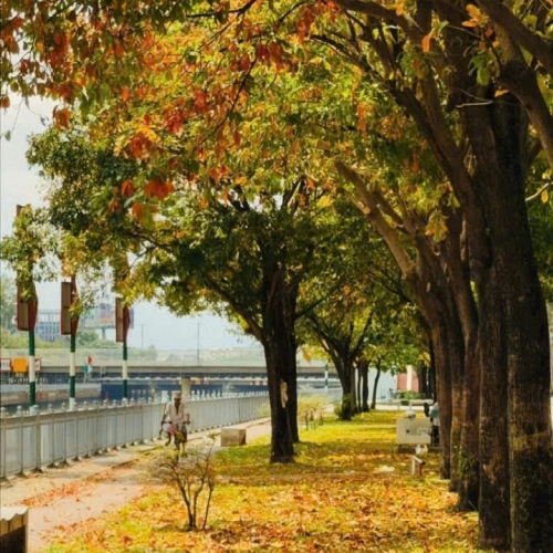 Sài Gòn chạm thu trong những sắc lá tháng 9