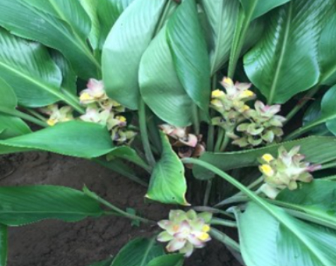 Cây Ngải trắng: Từ kết quả nghiên cứu đến triển vọng sản phẩm chăm sóc sức khỏe