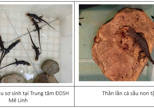 Từ bờ tuyệt chủng đến hy vọng mới: Câu chuyện bảo tồn loài Thằn lằn cá sấu tại Mê Linh