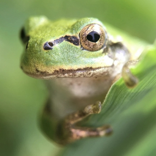 Phát hiện vi khuẩn từ ruột ếch có thể loại bỏ khối u ung thư chỉ với một liều duy nhất