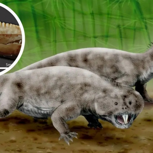 Hóa thạch siêu nhỏ ở Brazil mở ra manh mối mới về kỷ Tam Điệp