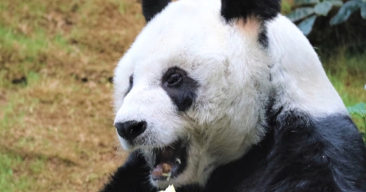 世界上最年長的雄性大熊貓在香港去世