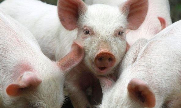 Nguồn cung thịt heo dịp Tết Nguyên đán 2021 sẽ dồi dào