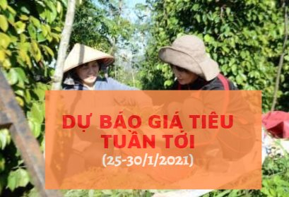 Nhà đầu cơ tích cực gom hàng, giá tiêu tiếp tục đà tăng?
