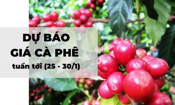 Dự báo giá cà phê tuần tới (25 - 30/1): Thời tiết tốt ủng hộ giá cà phê Arabica