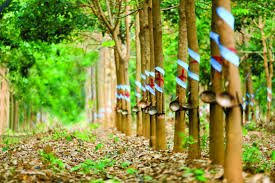 Giá cao su đồng loạt giảm trên các sàn châu Á