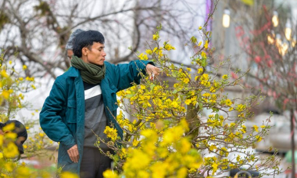 Những địa điểm bán mai vàng chơi Tết ở Sài Gòn