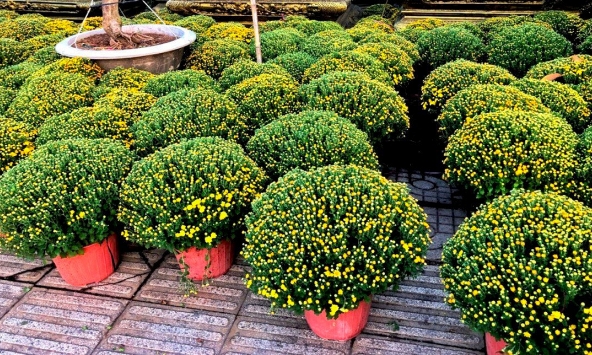 Hoa kiểng Tết đổ về chợ Sài Gòn