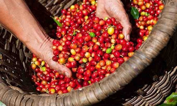 Giá cà phê Tây Nguyên giảm còn 30.800 đồng/kg