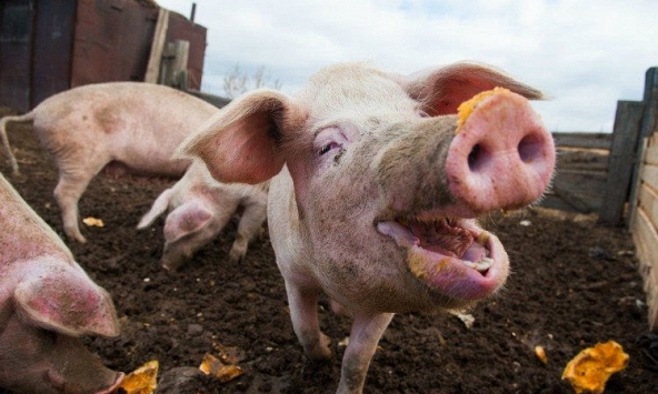 Dự báo giá heo hơi tăng nhẹ tại một số địa phương