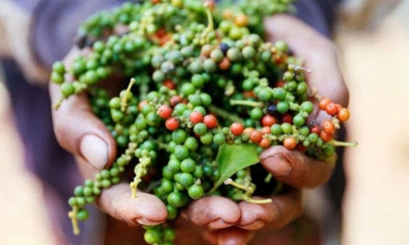 Giá tiêu trong nước đi ngang phiên thứ 3 liên tiếp