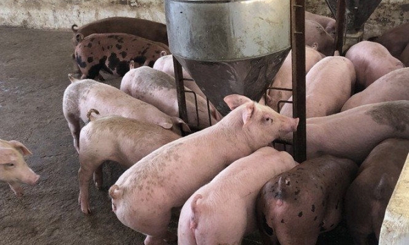 Giá heo hơi duy trì đà giảm tại miền Bắc và miền Trung vào ngày mai?