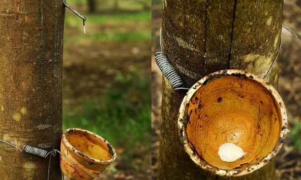 Giá cao su tăng đồng loạt khi nhu cầu sử dụng thiết bị y tế tăng cao