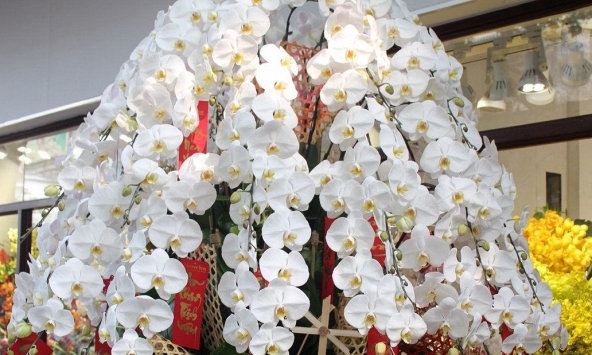 Một triệu đồng mỗi cành lan công chúa 'bay' từ Nhật về