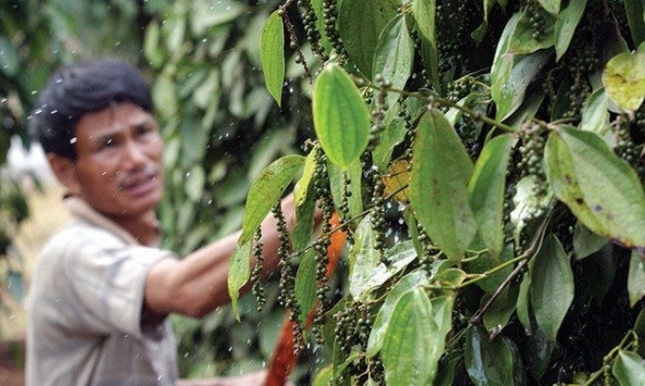 Thị trường hồ tiêu Việt Nam tiếp tục trầm lắng trong năm 2021