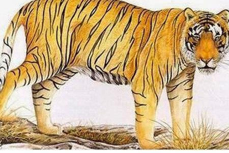 Gia chủ tuổi Bính Dần 1986, nên chọn tuổi nào xông đất tốt nhất 2021? 